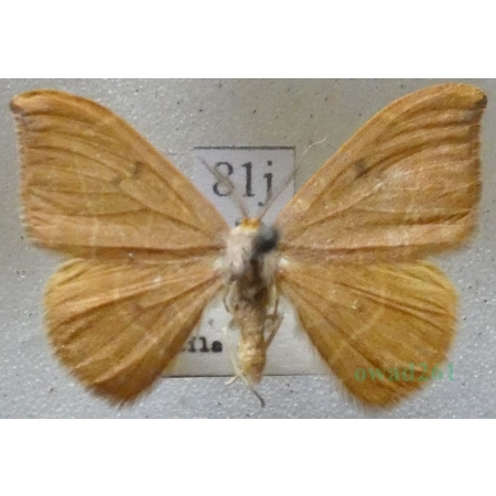 Watsonalla binaria (Hufnagel, 1767) male Wycinka dwojaczka Czech81j